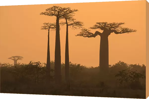 Boababs (Adansonia grandidieri) silhouetted at dawn, Allee des Baobabs  /  Avenue of the Baobabs