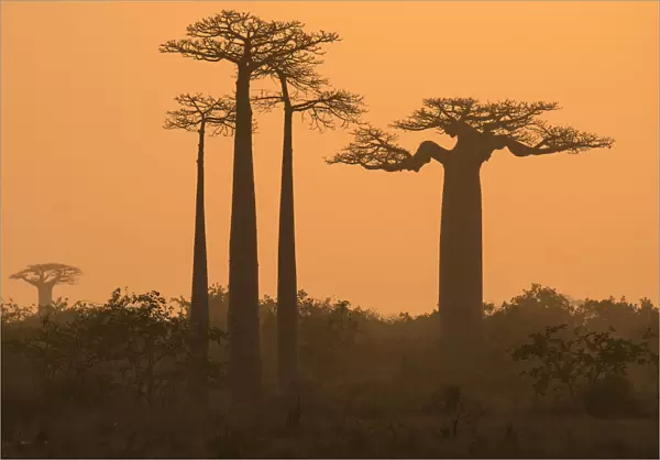 Boababs (Adansonia grandidieri) silhouetted at dawn, Allee des Baobabs  /  Avenue of the Baobabs