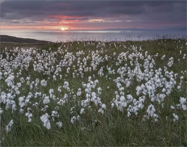 Common cottongrass (Eriophorum angustifolium) flowering, at sunrise, Island Runde