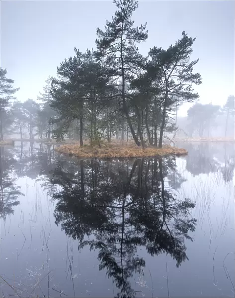 Scots pine trees (Pinus sylvestris) on island in wetlands, Klein Schietveld, Brasschaat