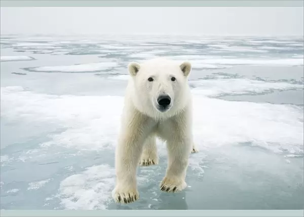 Polar bear (Ursus maritimus) on sea ice, off the coast of Svalbard, Norway