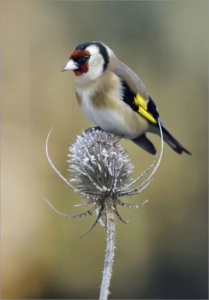 Goldfinch (Carduelis carduelis) perched on frost covered Teasel (Dipsacus fullonum)