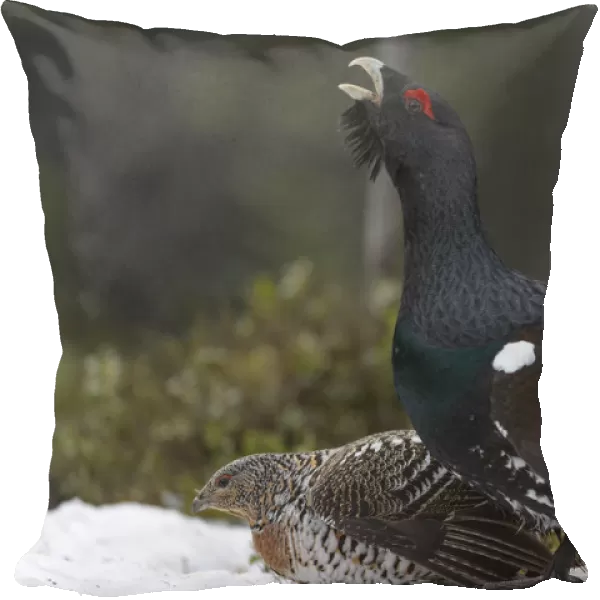 Western capercaillie (Tetrao urogallus) male calling at lek, with female, Tver, Russia