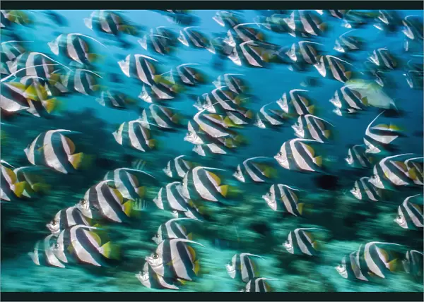 RF - Bannerfish (Heniochus diphreutes) schooling in coral reef. Long exposure. North Male Atoll