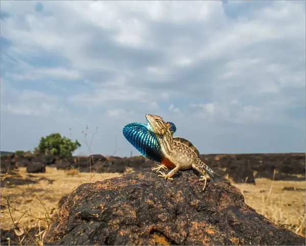 Fan-throated lizard (Sitana ponticeriana) male displaying. Chalkewadi, Maharashtra, India