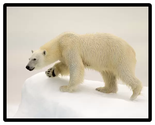 Polar Bear (Ursus maritimus) on ice, Svalbard, Norway, August