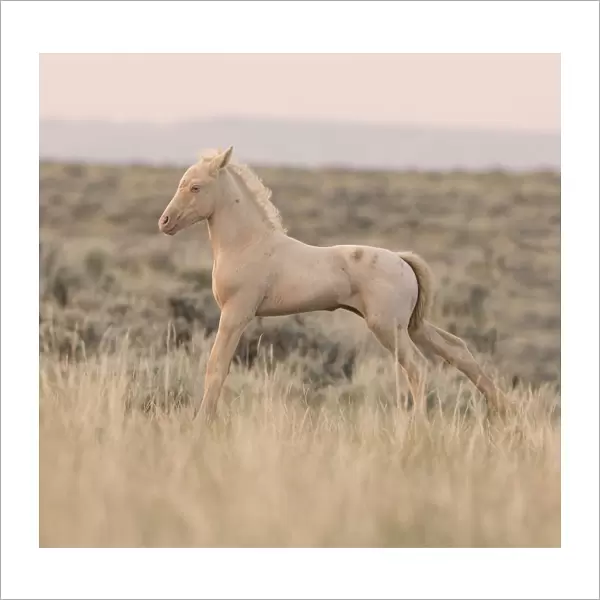 Wild Horses  /  Mustangs, cremello colt stretching, McCullough Peaks Herd Area, Cody