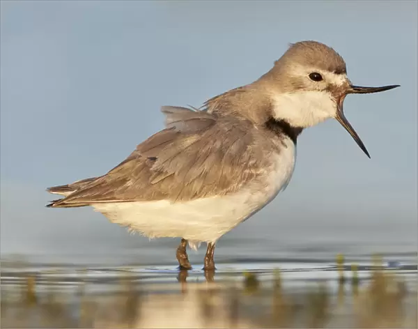 Wrybill (Anarhynchus frontalis) standing shallow water with beak wide open. Lake Ellesmere