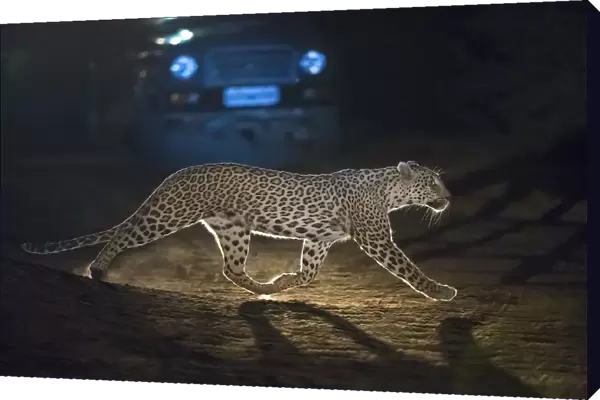 Leopard (Panthera pardus fusca), crossing road in front of vehicle at night, Rajasthan