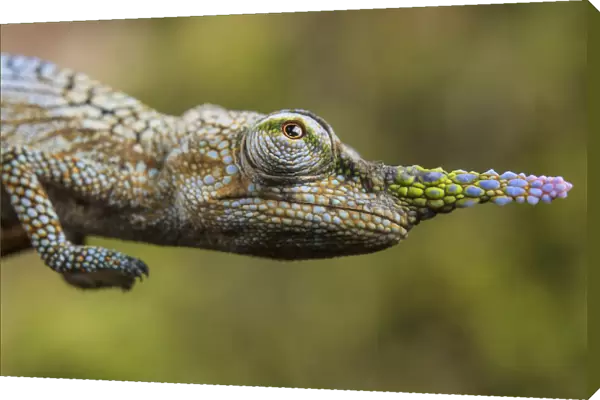 Lance-nosed chameleon (Calumma gallus), Andasibe-Mantadia National Park. Madagascar