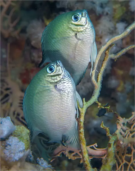 Whitebelly damselfish (Amblyglyphidodon leucogaster) pair spawning  /  laying eggs on a seafan