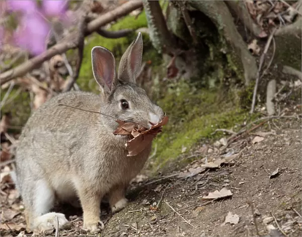 Feral domestic rabbit (Oryctolagus cuniculus) carrying nesting material, Okunojima Island