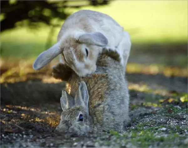 Feral domestic rabbit (Oryctolagus cuniculus) male attempting to mate with female