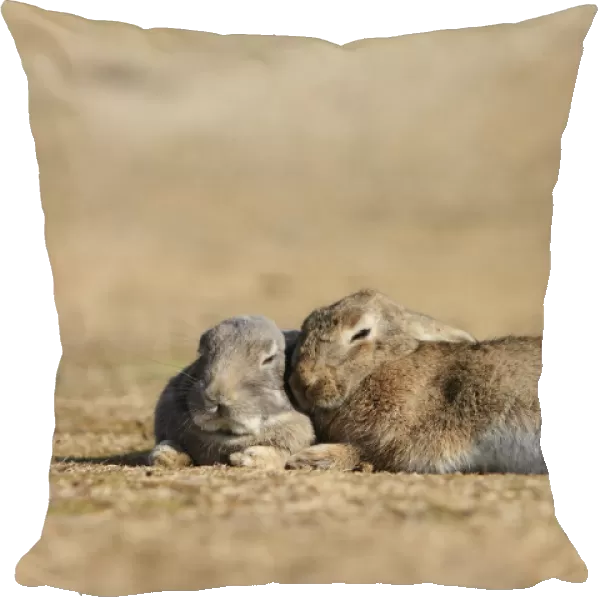 Feral domestic rabbit (Oryctolagus cuniculus) bonded pair sleeping, Okunojima Island