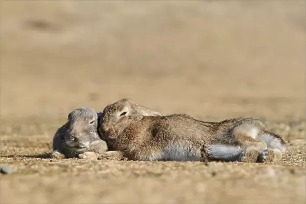 Feral domestic rabbit (Oryctolagus cuniculus) bonded pair sleeping, Okunojima Island