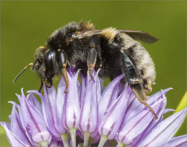 Tree bumblebee (Bombus hypnorum) feeding from Chive (Allium schoenoprasum), Monmouthshire