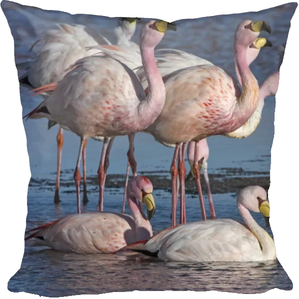 Jamess flamingo (Phoenicoparrus jamesi) flock on the shore of Laguna Colorada