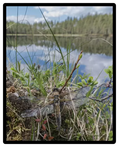 Four-spotted chaser dragonfly (Libellula quadrimaculata) just emerged. Finland, June
