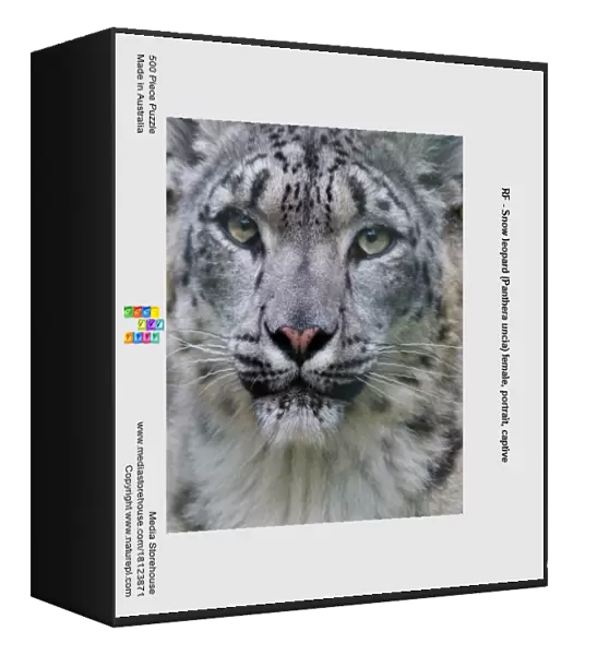 RF - Snow leopard (Panthera uncia) female, portrait, captive