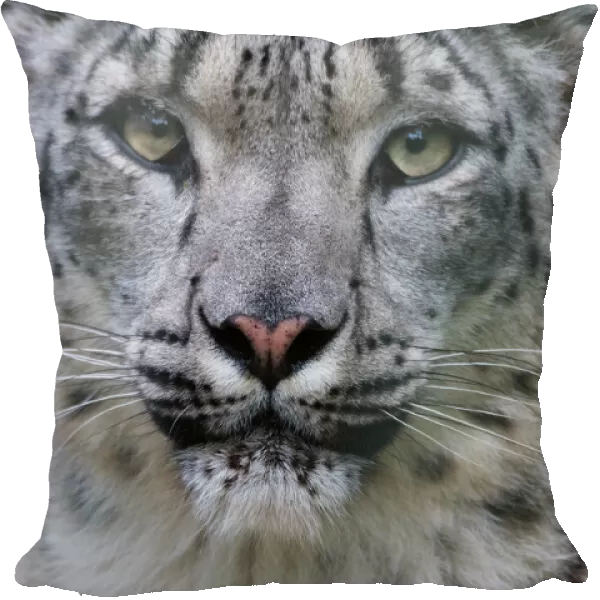 RF - Snow leopard (Panthera uncia) female, portrait, captive