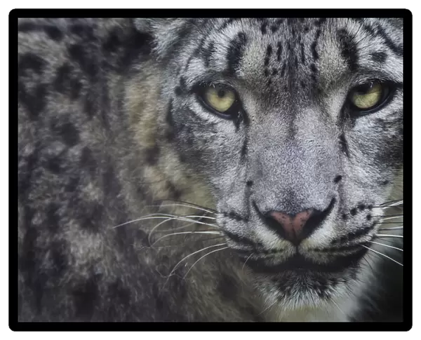 RF - Snow leopard (Panthera uncia) portrait, captive