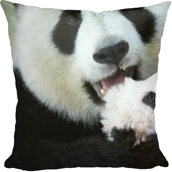 Giant panda (Ailuropoda melanoleuca) female, Huan Huan, holding baby, aged two months