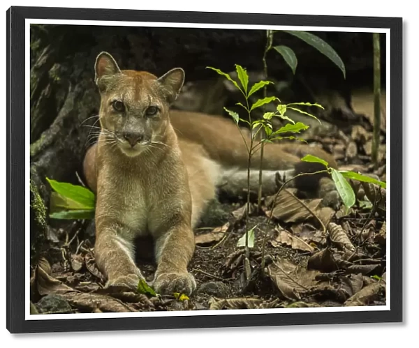 Puma (Puma concolor) resting, Corcovado National Park, Costa Rica, May