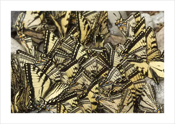Eastern tiger swallowtail butterflies (Papilio glaucus) puddling, New Brunswick, Canada