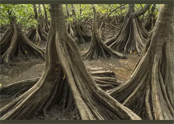 Tea mangroves (Pelliciera rhizophorae) Pochote Estuary, Costa Rica. Vulnerable species