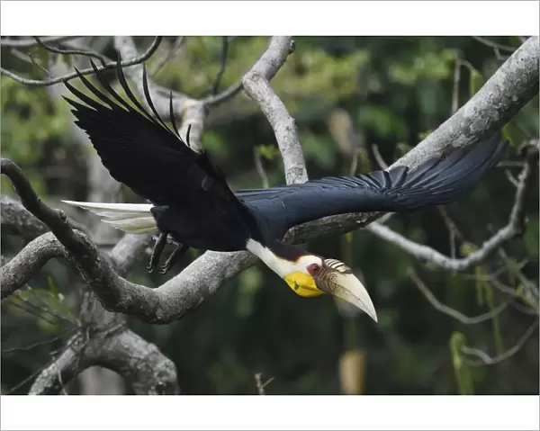 Wreathed hornbill (Aceros undulatus) taking off, Tongbiguan Nature Reserve, Dehong Prefecture