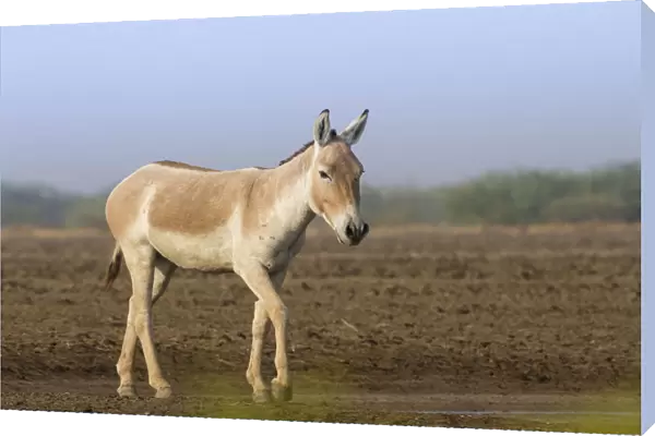 Indian wild ass (Equus hemionus khur), lone stallion standing, Little Rann of Kutch