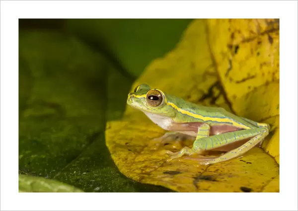 Boulengers tree frog (Rhacaphorus lateralis) recently rediscovered after 100 years