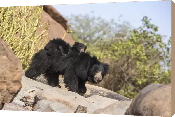 Sloth bear (Melursus ursinus) cub riding on mothers back, Daroiji Bear Sanctuary