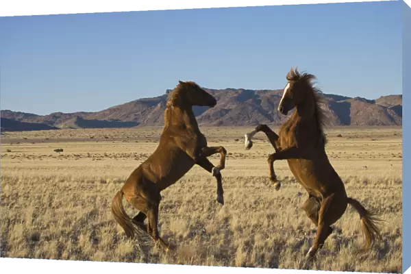 Two wild Namib stallions fighting, Namib Nakluft National Park, Namib Desert, Namibia