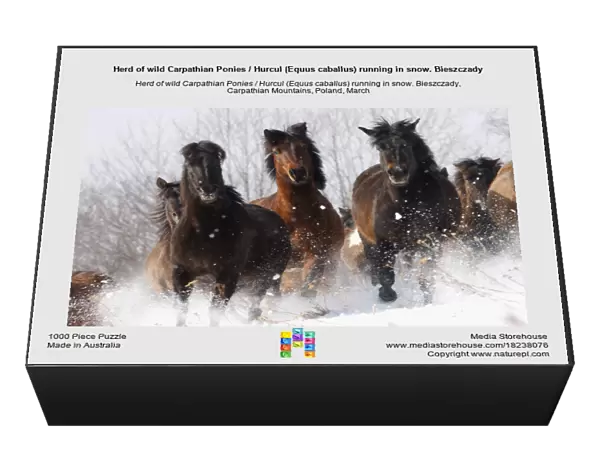 Herd of wild Carpathian Ponies  /  Hurcul (Equus caballus) running in snow. Bieszczady