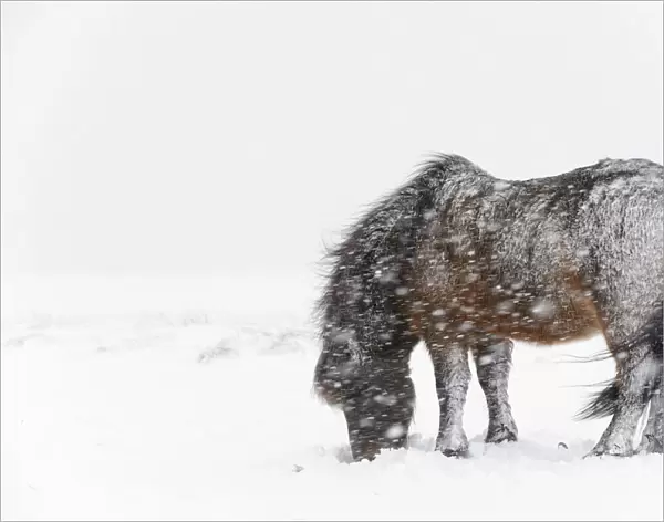 Bay Icelandic horse feeding in the snow, Snaefellsnes Peninsula, Iceland, March