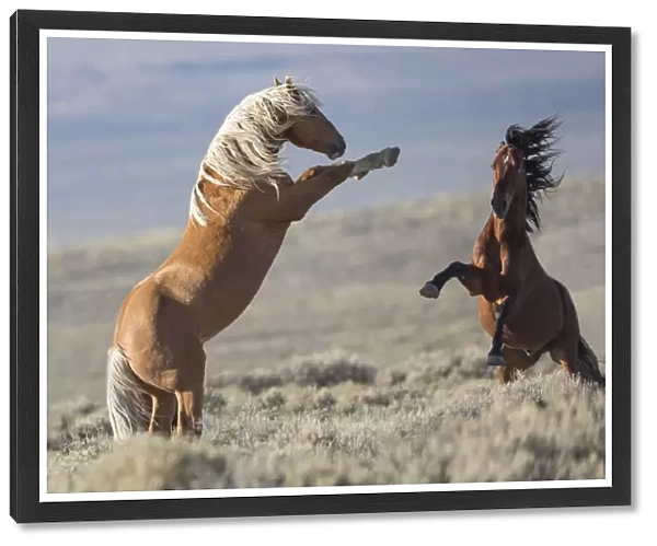 Two wild Mustang stallions fighting in the White Mountain Herd Area, Wyoming, USA. August