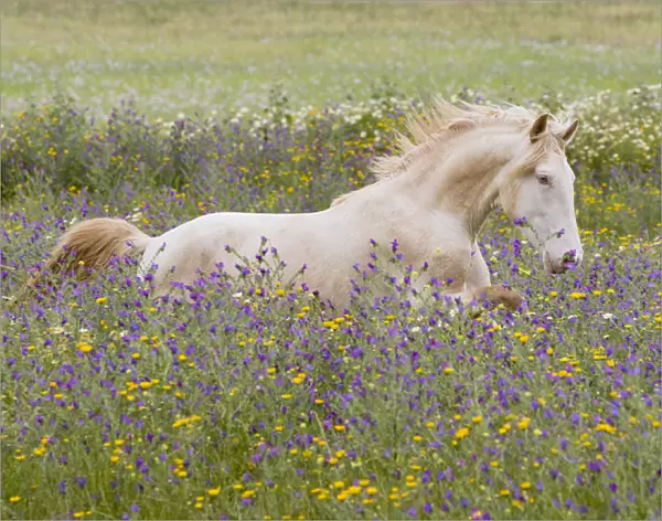 Young Cremello Lusitano stallion running through field of wildflowers in southern Spain, Europe
