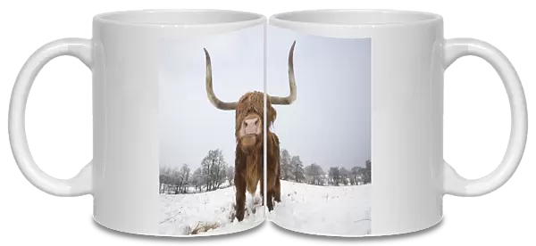 Highland cow in snow, Glenfeshie, Cairngorms National Park, Scotland, UK, February