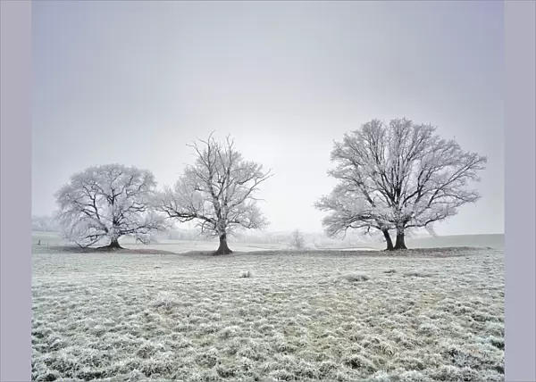 Farmland wtih three Oak trees (Quercus robur) covered in frost. Saint Gobain, Picardy