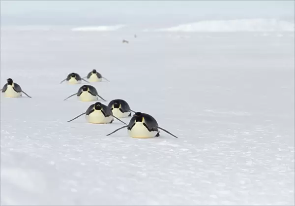 Emperor penguins (Aptenodytes forsteri) adult penguins tobogganing along on their