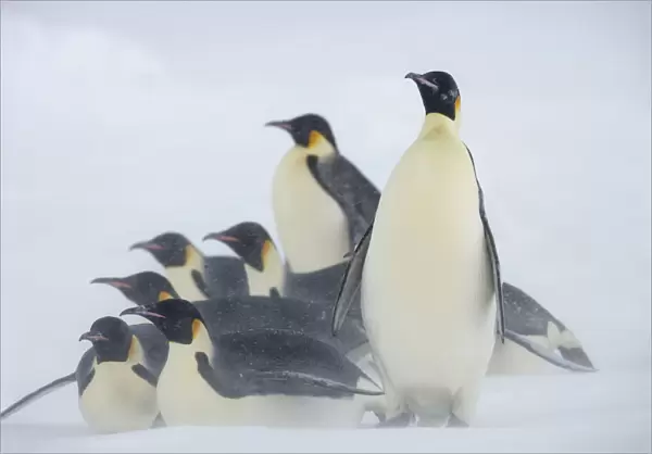 Emperor penguins (Aptenodytes forsteri) huddle together in snow storm near Snow Hill Island colony