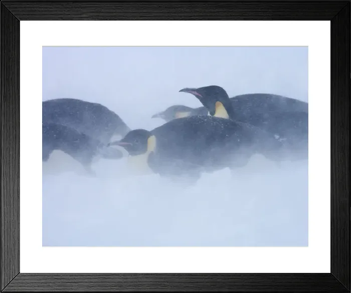 Framed Print : Emperor Penguins in Blizzard Print Framed Print : Emperor Penguins in Blizzard Print