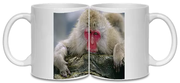 Japanese macaque portrait {Macaca fuscata} Jigokudani, Japan