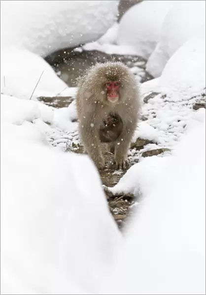 Japanese Macaque (Macaca fuscata) carrying baby through the snow, Jigokudani, Japan