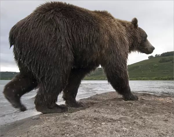 Brown bear (Ursus arctos) walking beside lake, Kamchatka, Far east Russia, August