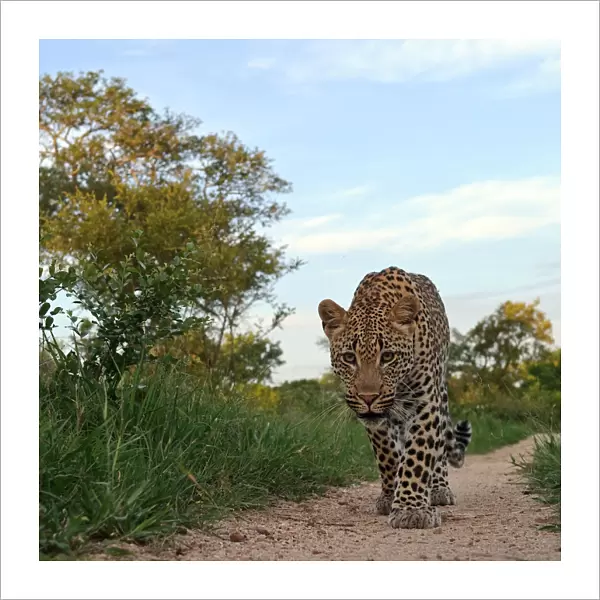 Leopard (Panthera pardus) low angle view of adult walking along track, Okavango Delta