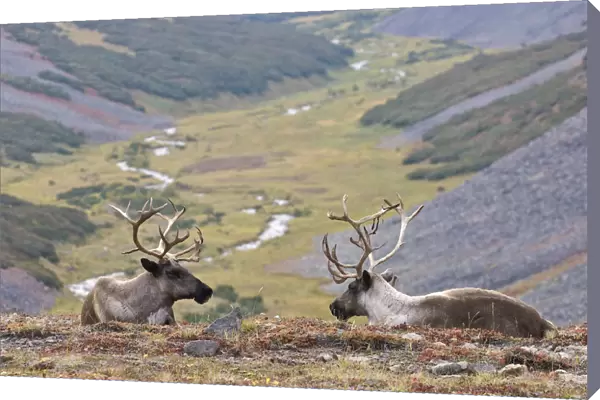 Two Caribou  /  Reindeer (Rangifer tarandus) resting on hillside with valley in background