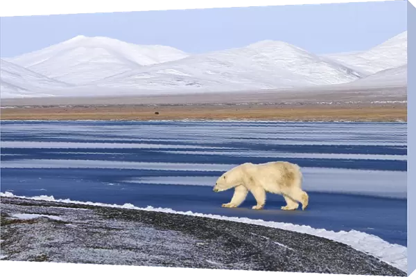 Polar bear (Ursus maritimus) walking along coast of Wrangel Island, Far Eastern Russia