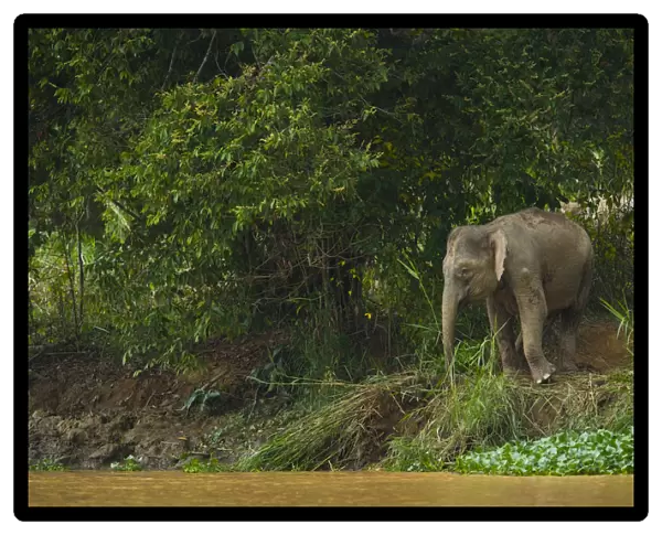 Bornean pygmy forest elephant (Elephas maximus borneensis) browsing beside water